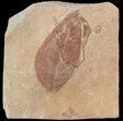 Fossil Leaf (Polyptera) - Montana #53286-1